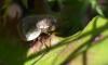Lepyronia coleoptrata